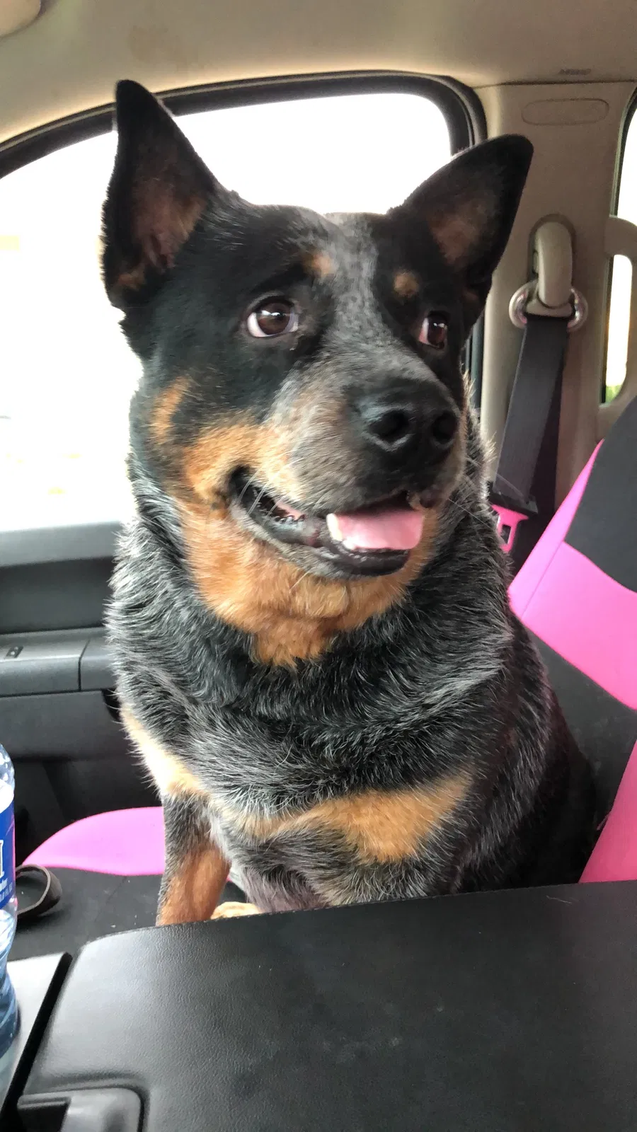 Found dog in Pleasant Hill, MO, 64080