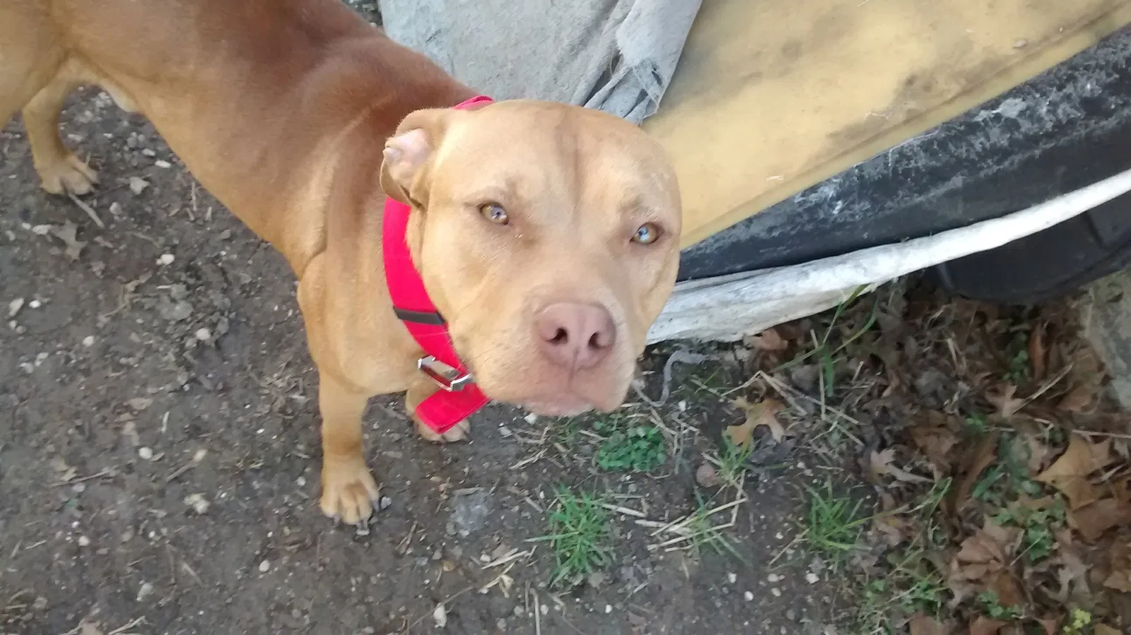 Found dog in Copperas Cove, TX, 76522