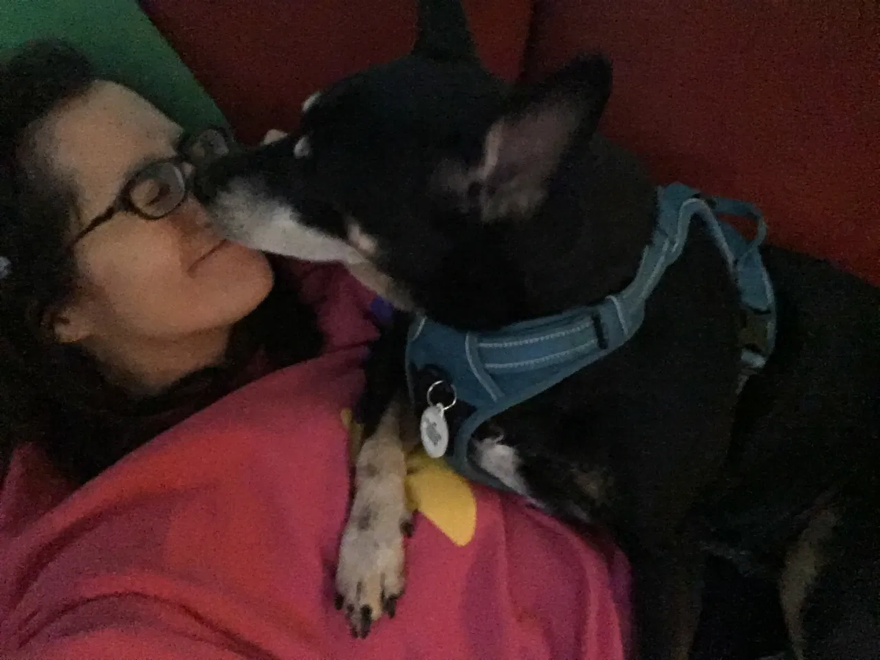 Found dog in Orlando, FL, 32804