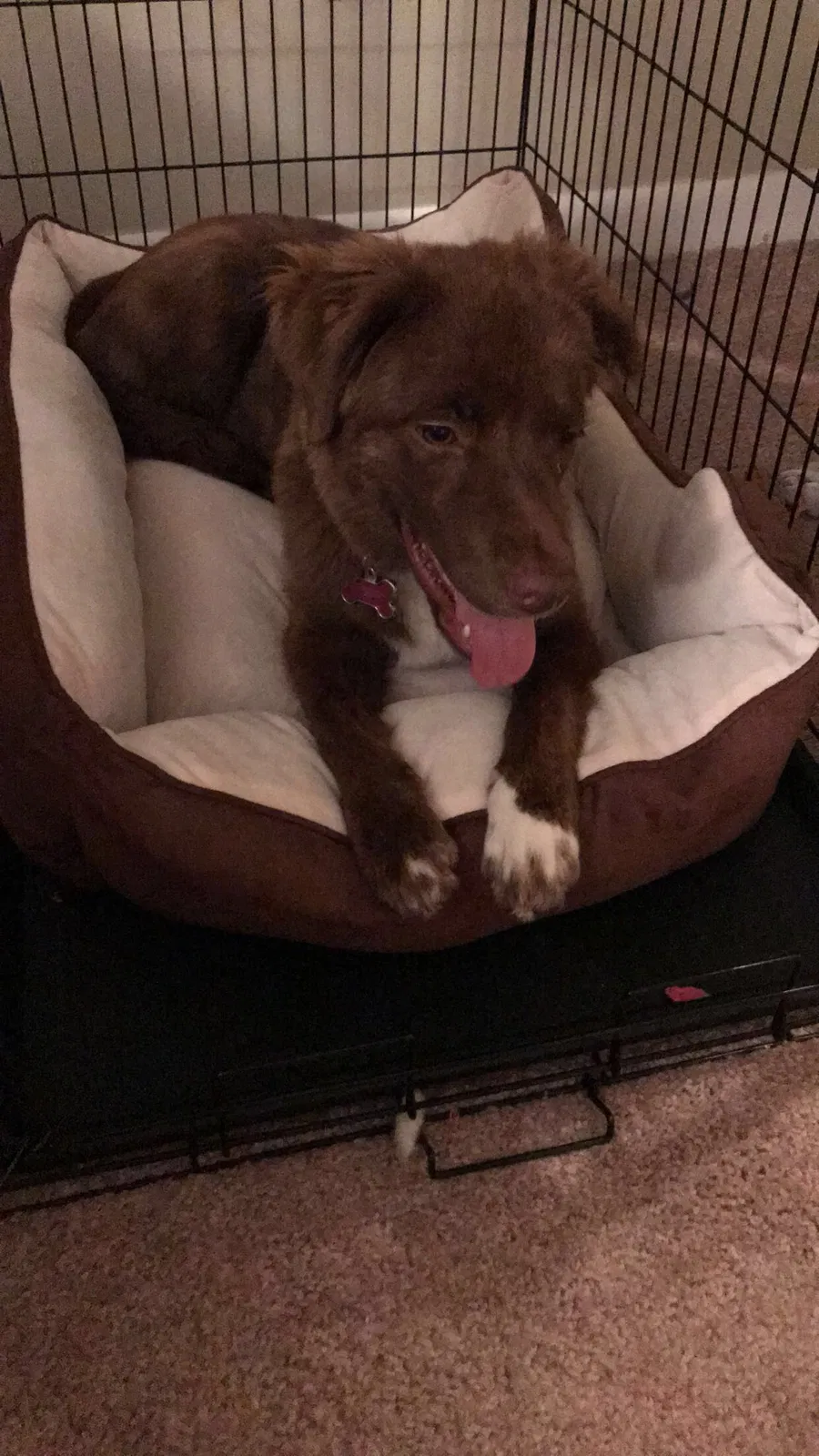 Found dog in Charlotte, NC, 28212