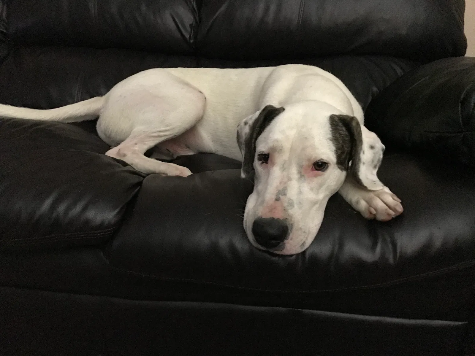 Found dog in Mechanicsville, VA, 23111