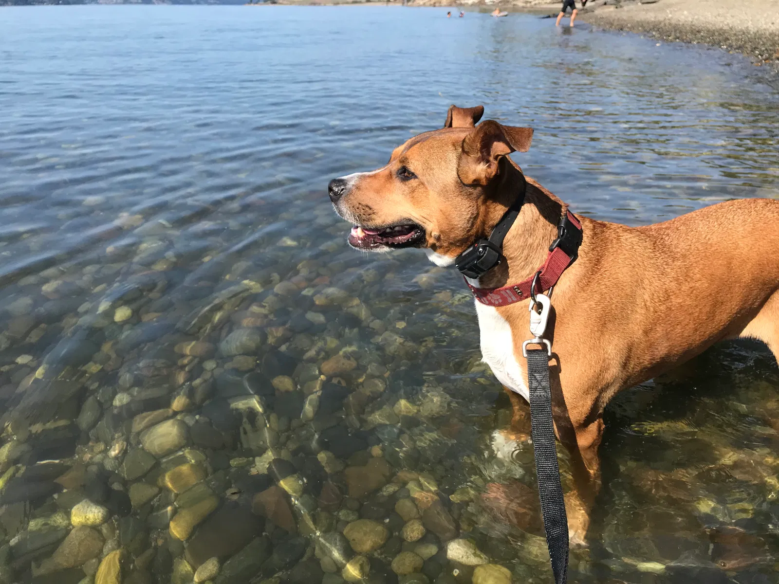 Found dog in Lakewood, WA, 98498