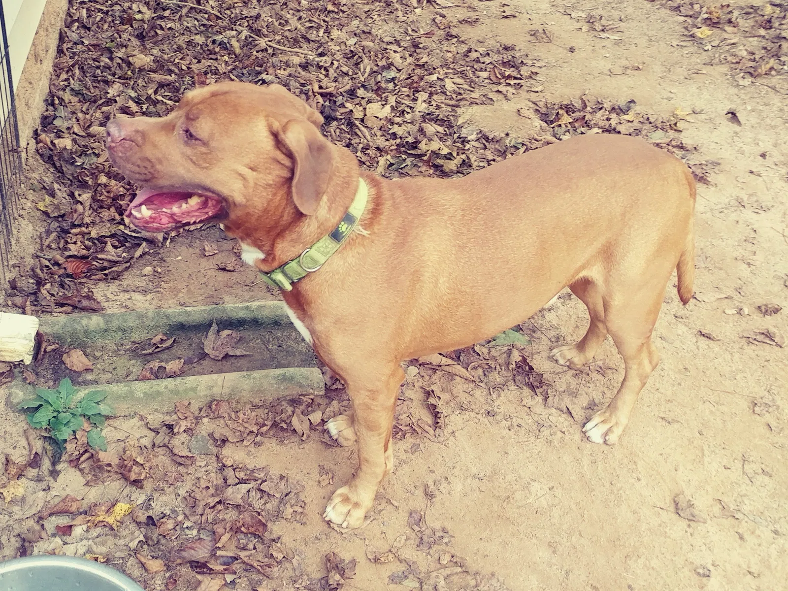 Found dog in Raleigh, NC, 27610
