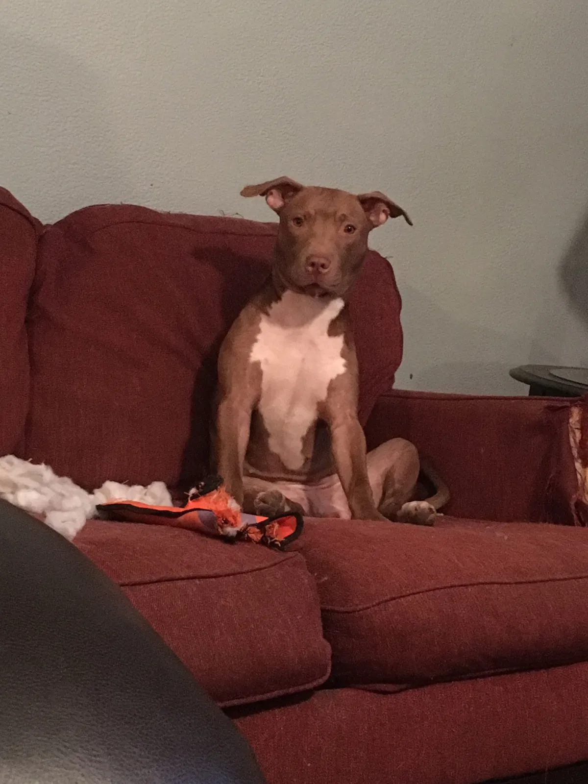 Found dog in Hurricane, WV, 25526