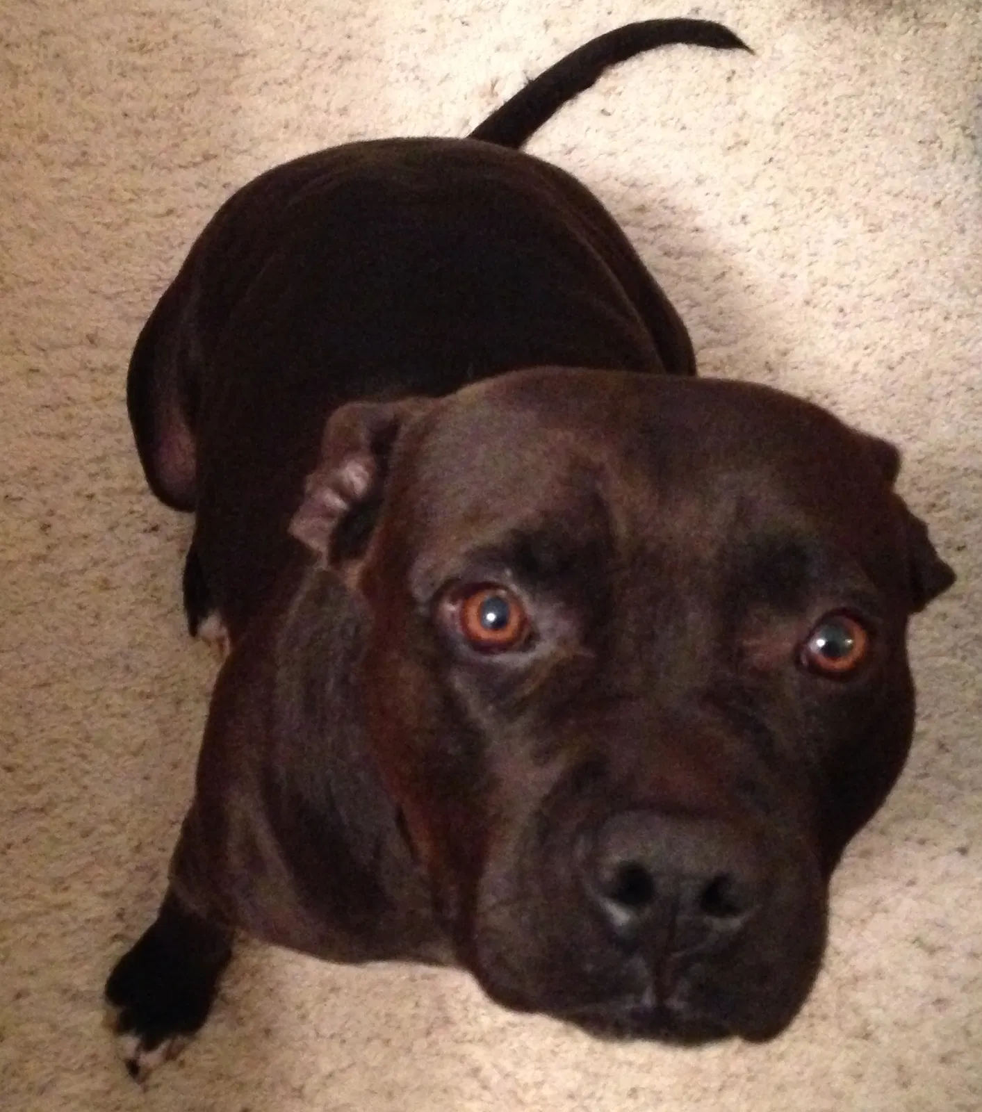 Found dog in San Dimas, CA, 91773