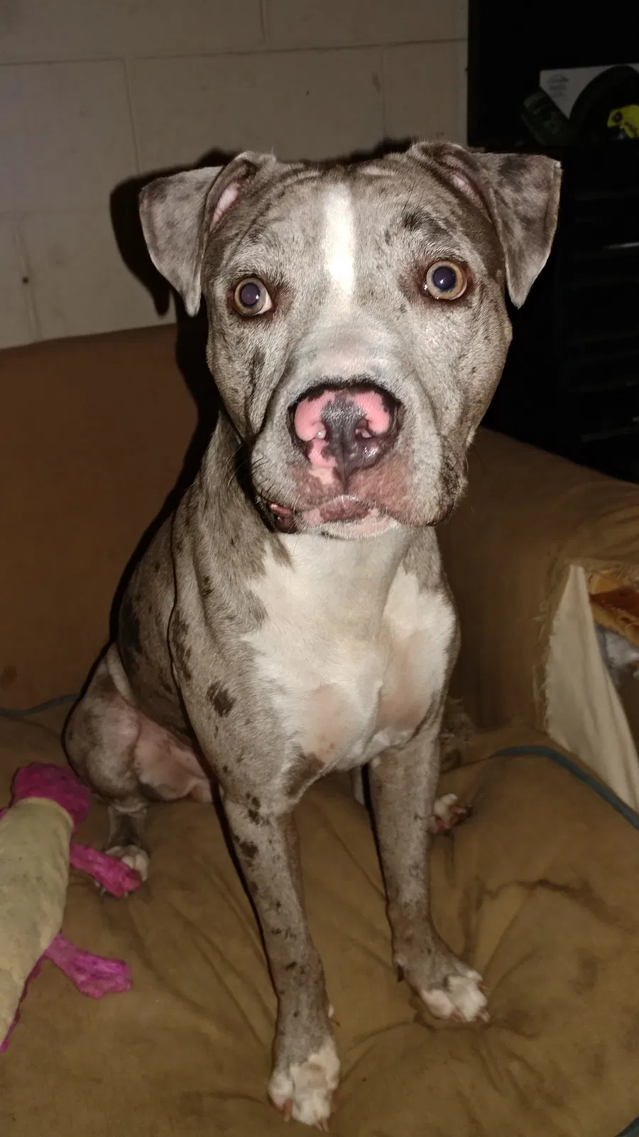 Found dog in Deltona, FL, 32725