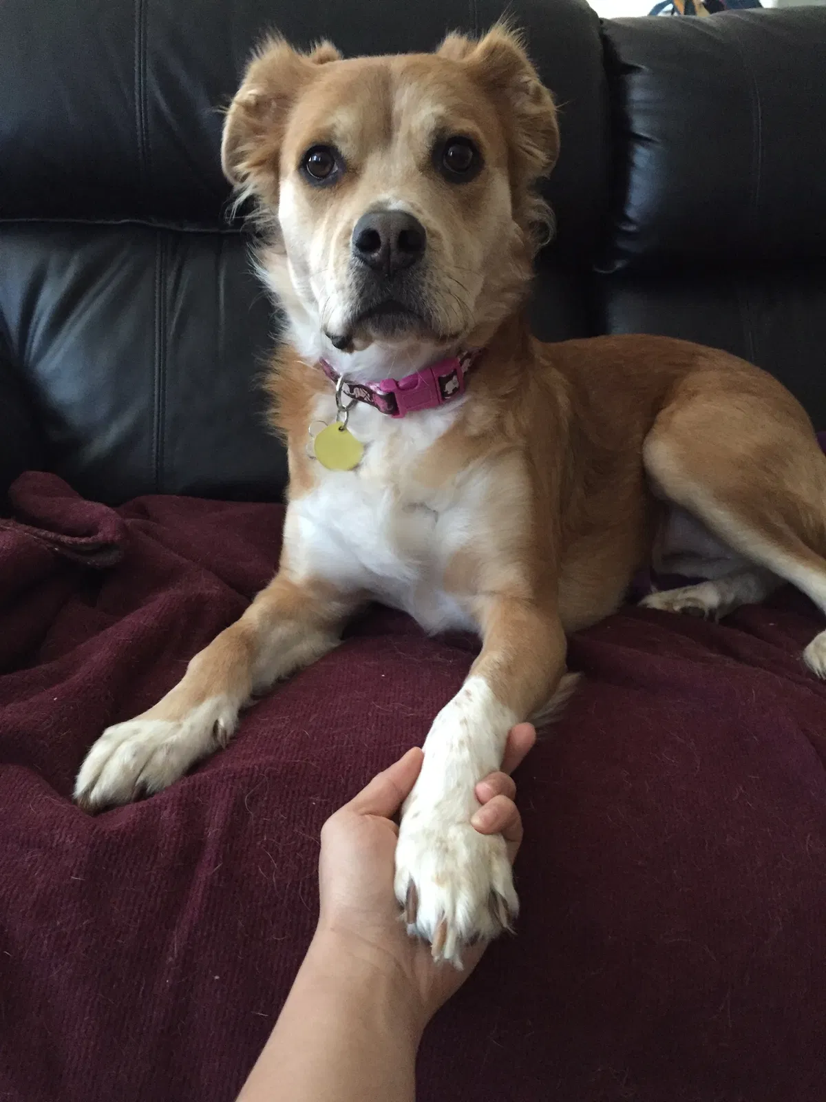 Found dog in San Francisco, CA, 94134
