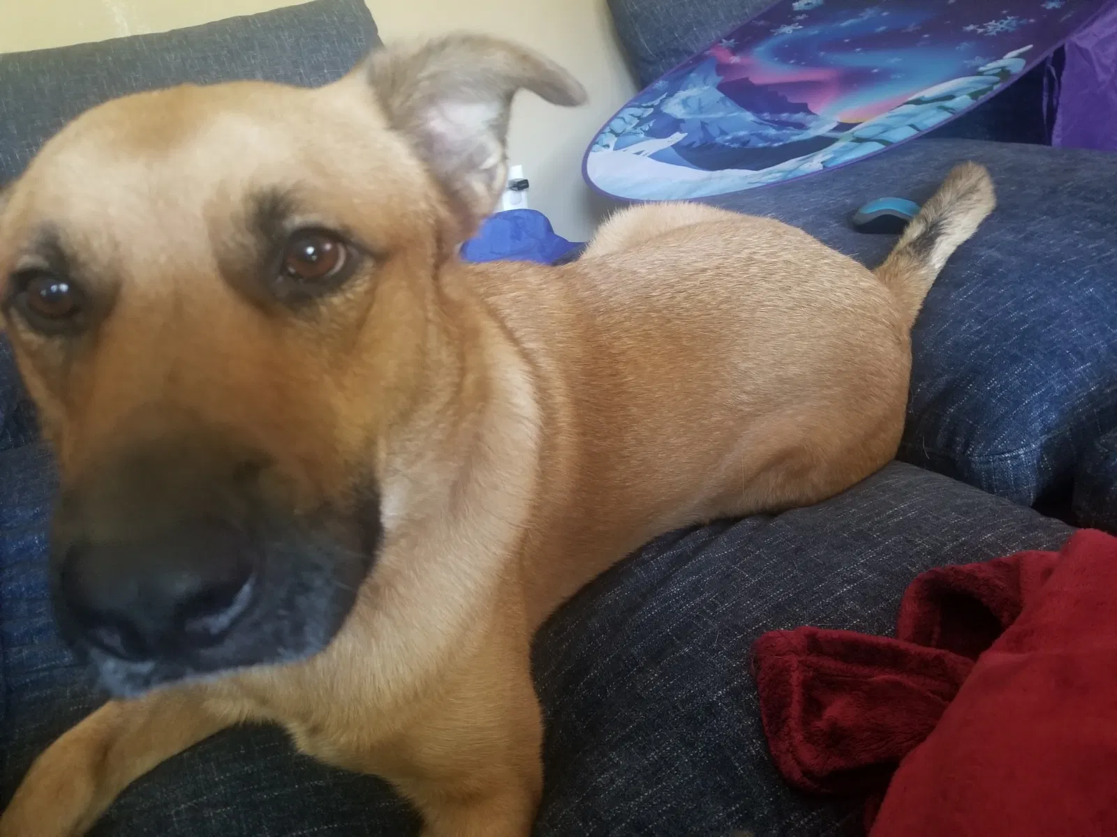Found dog in Federal Way, WA, 98003