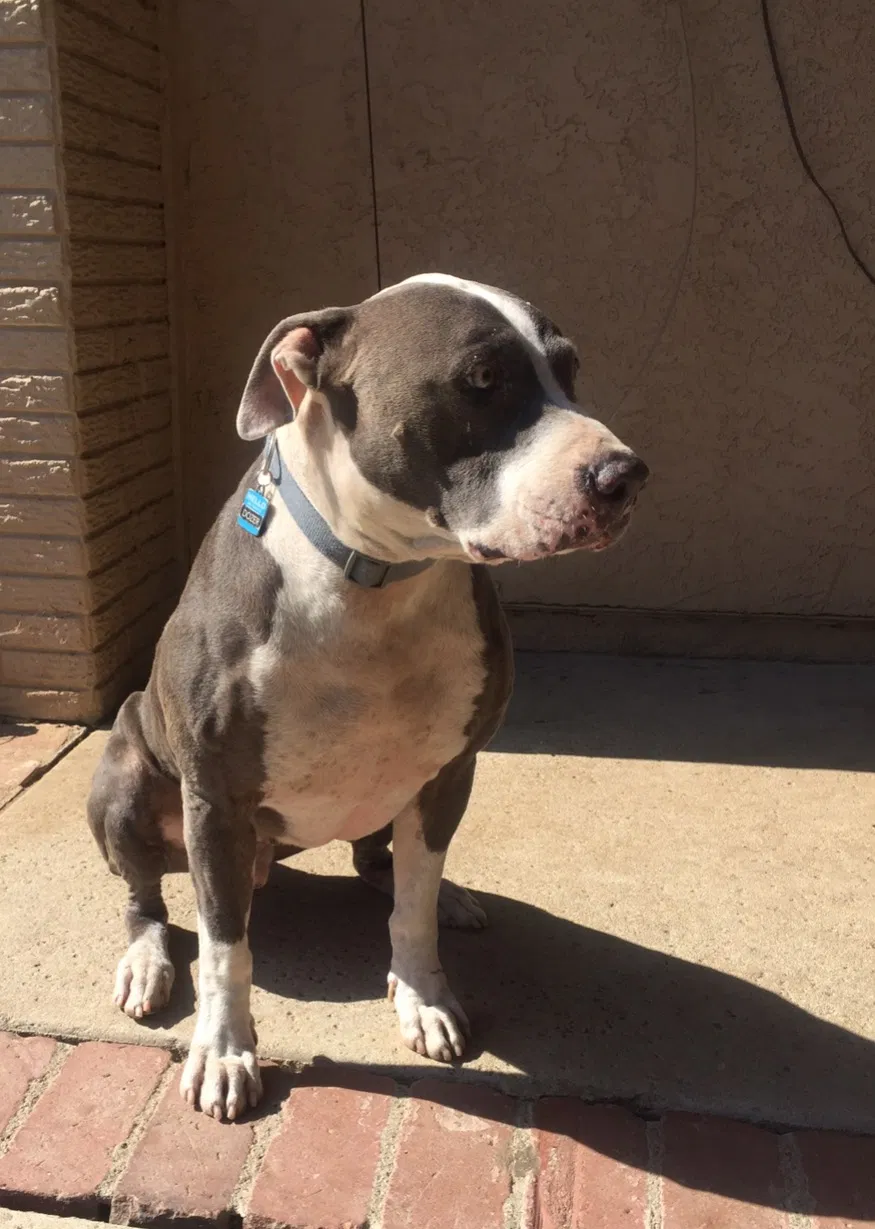 Found dog in Camarillo, CA, 93012