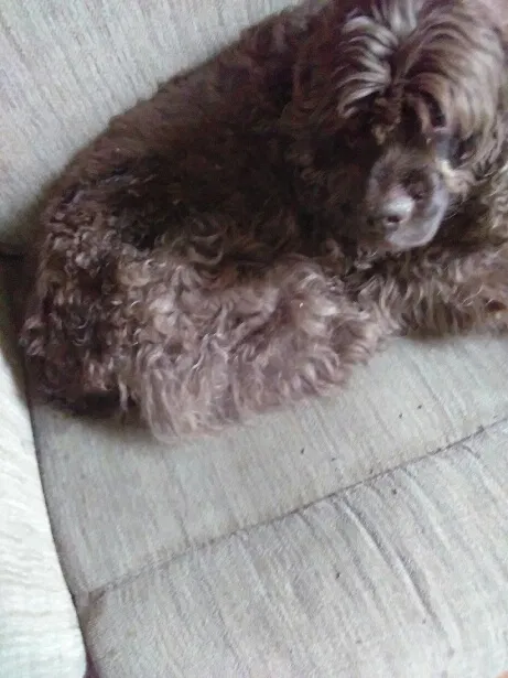 Found dog in Detroit, MI, 48235
