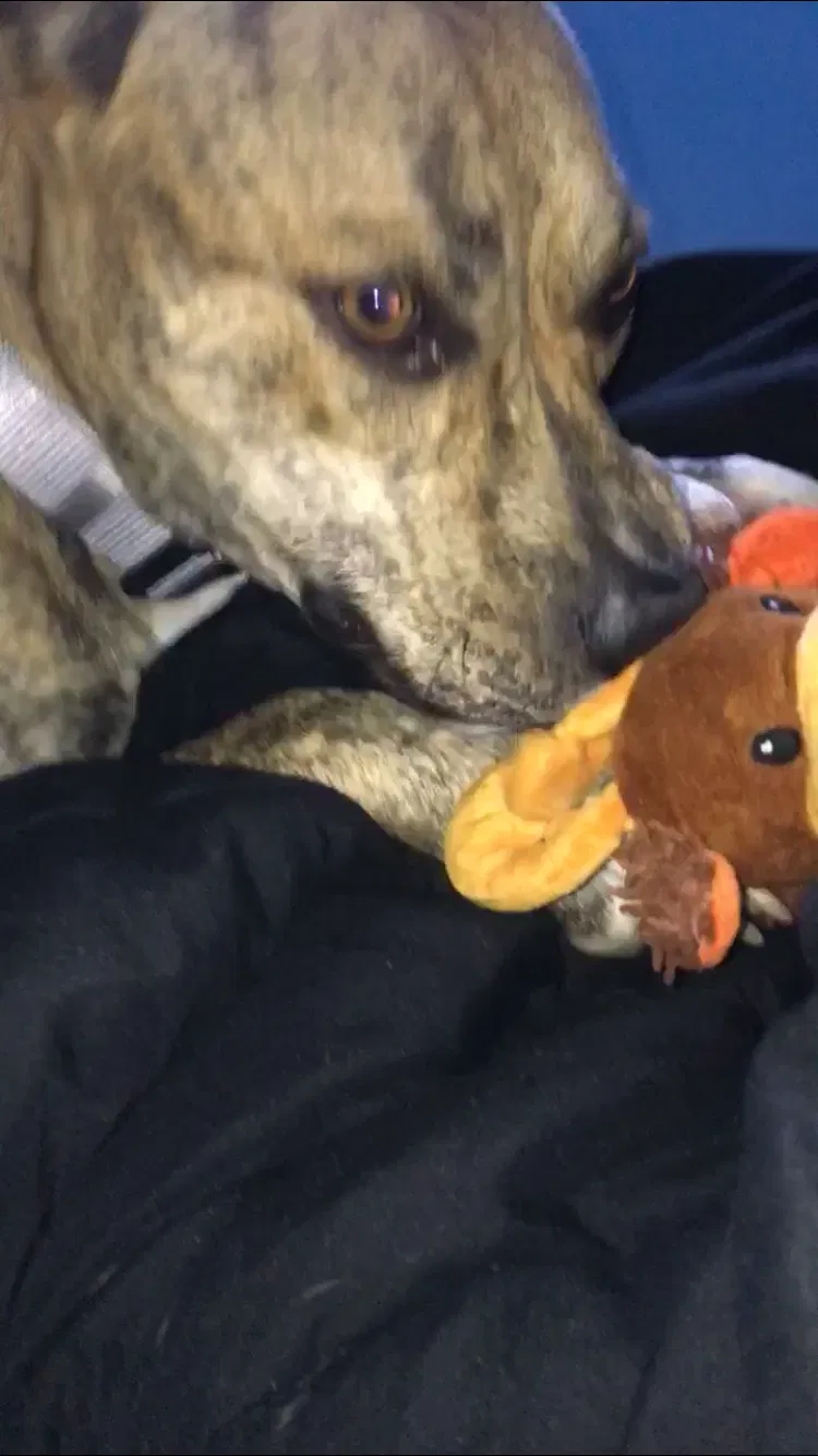 Found dog in Lancaster, CA, 93536