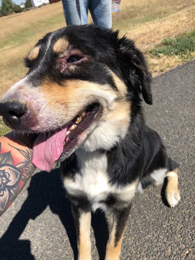 Found dog in Colorado Springs, CO, 80922