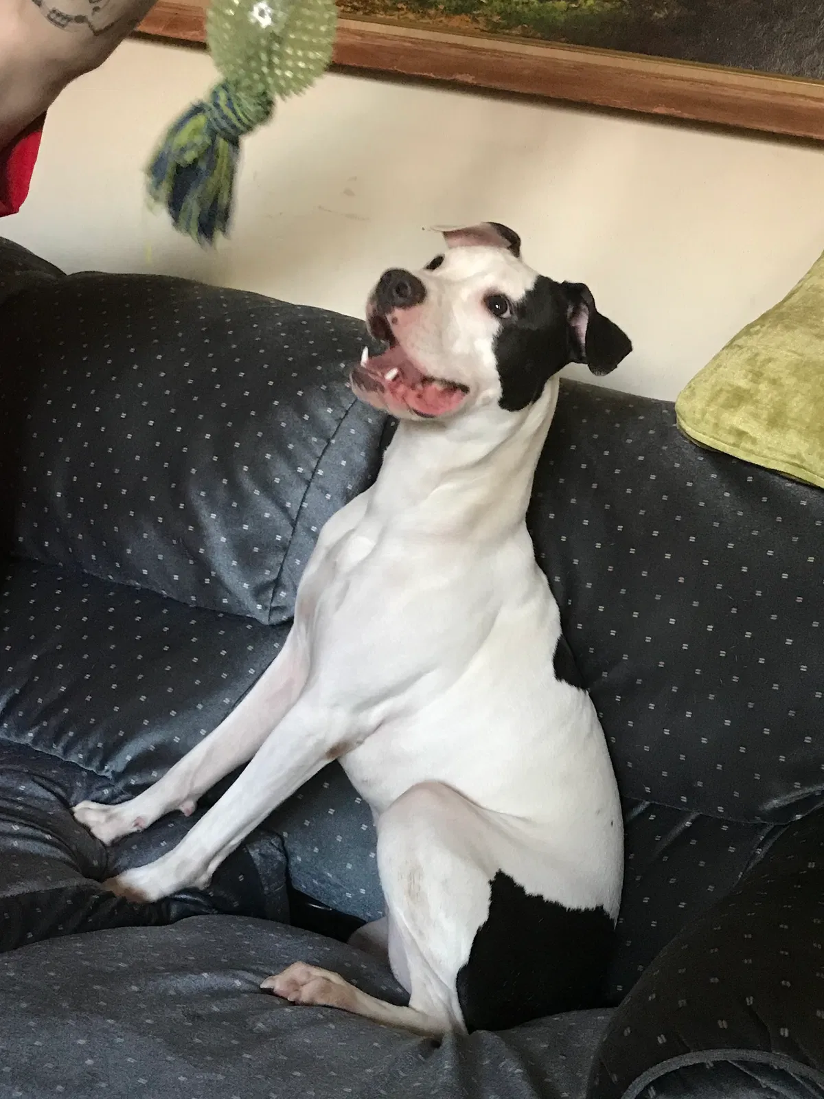Found dog in Chesapeake, VA, 23325