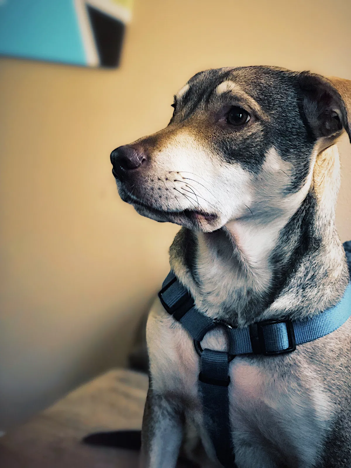 Found dog in Charlotte, NC, 28217