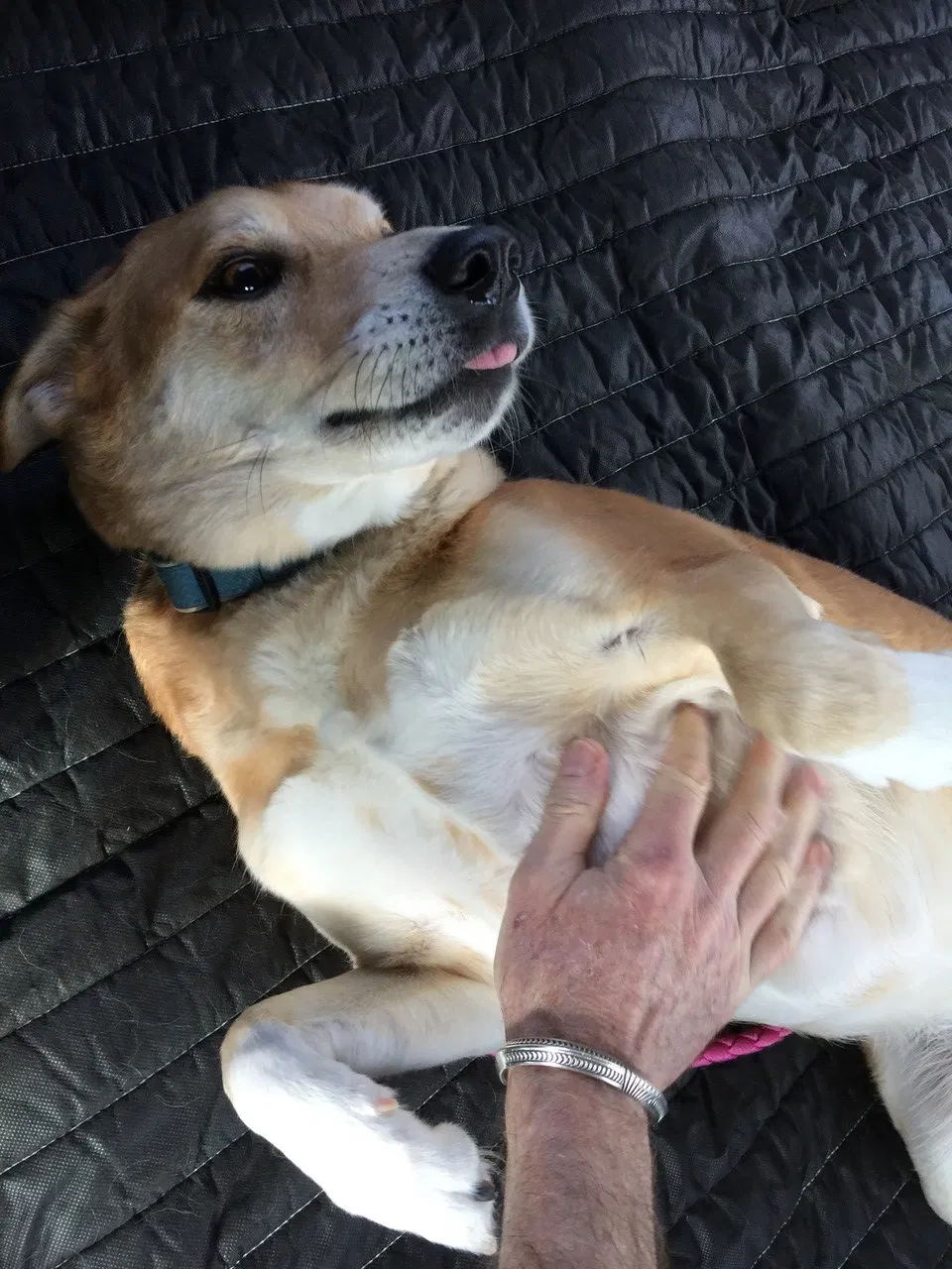 Found dog in Crozet, VA, 22932