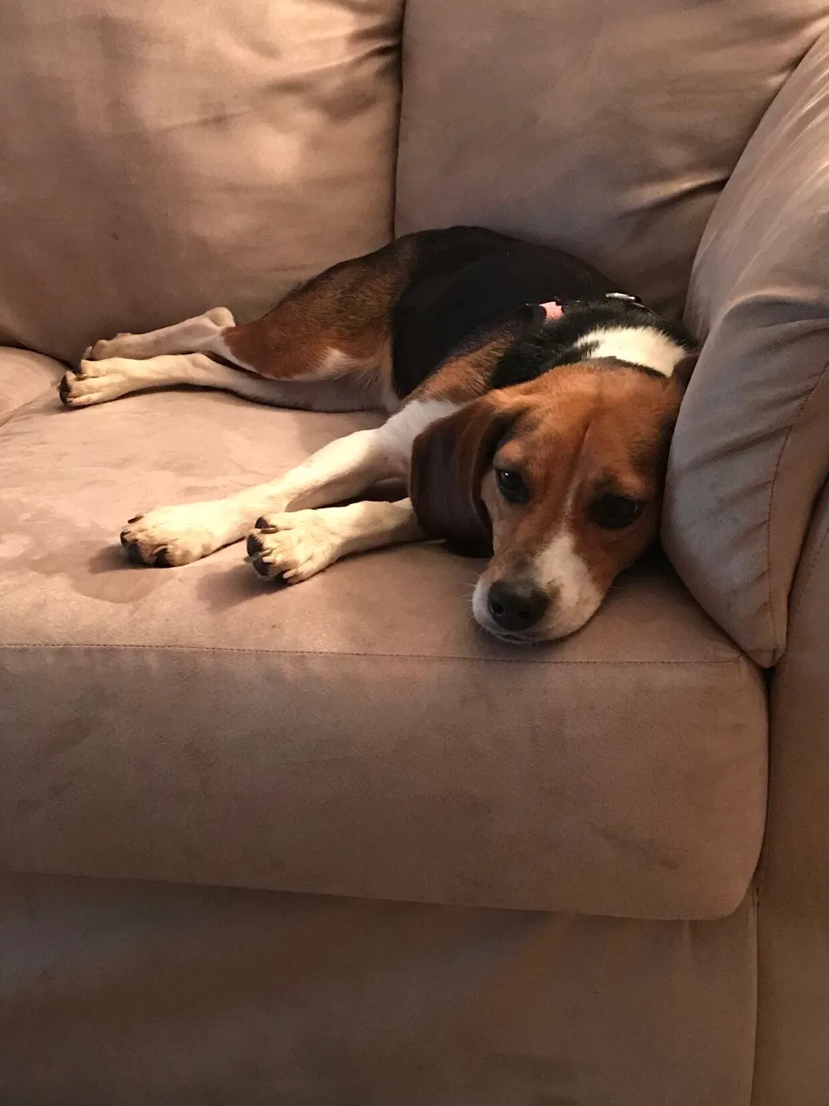 Found dog in Elk Grove Village, IL, 60007