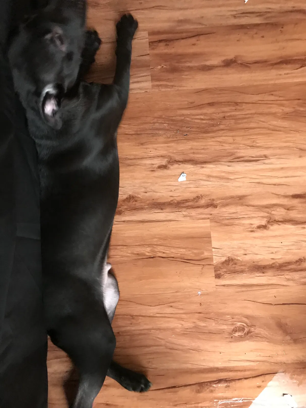 Found dog in Tallahassee, FL, 32304