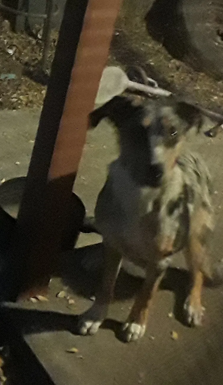 Found dog in Hanford, CA, 93230