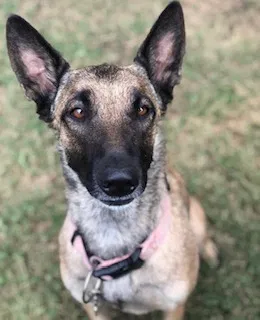 Found dog in Fontana, CA, 92336
