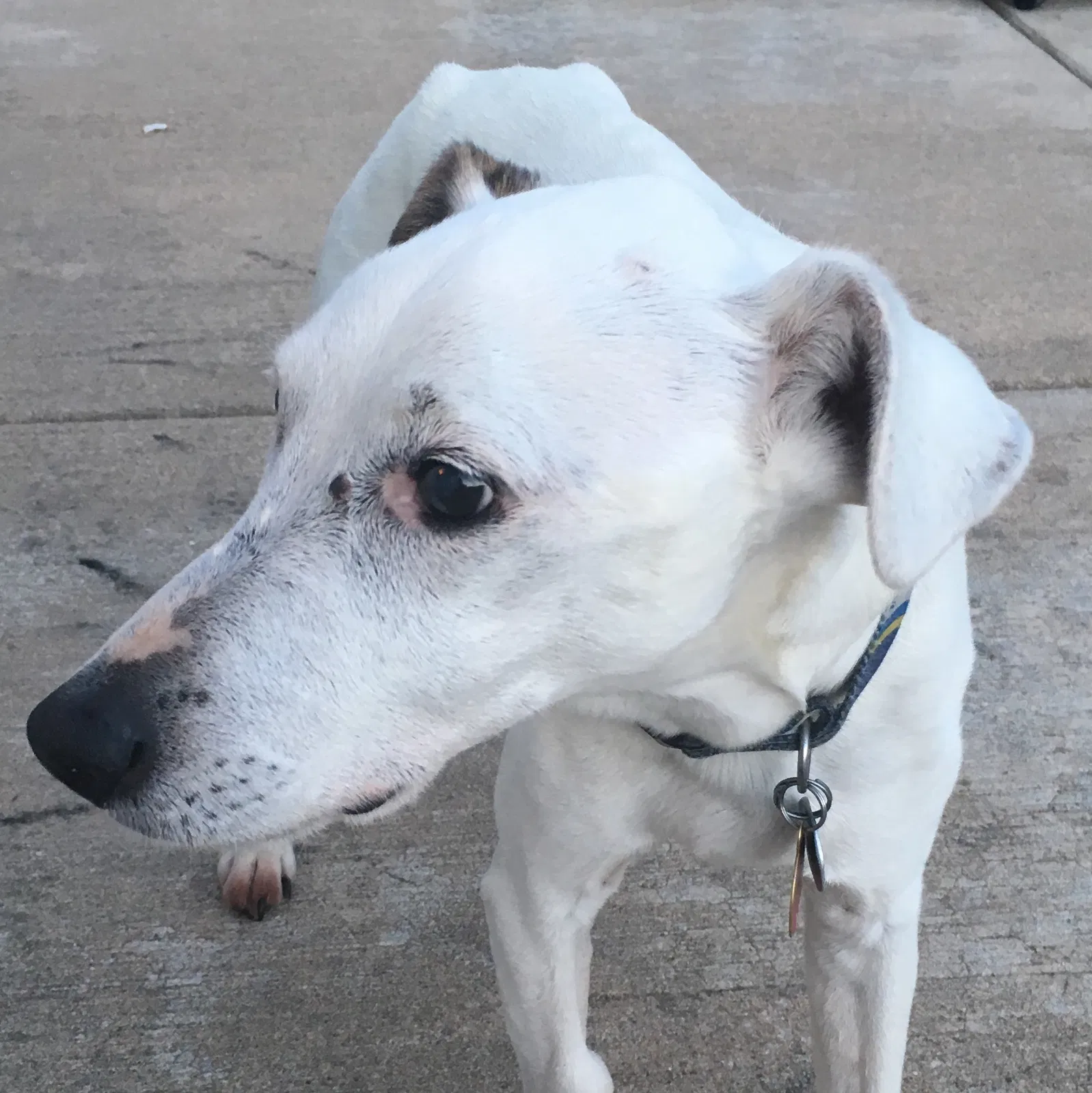 Found dog in Saint Charles, MO, 63304