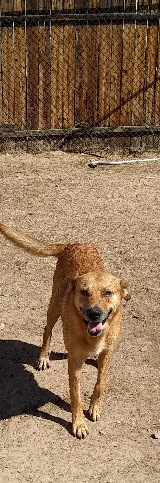 Found dog in Glendale, AZ, 85308