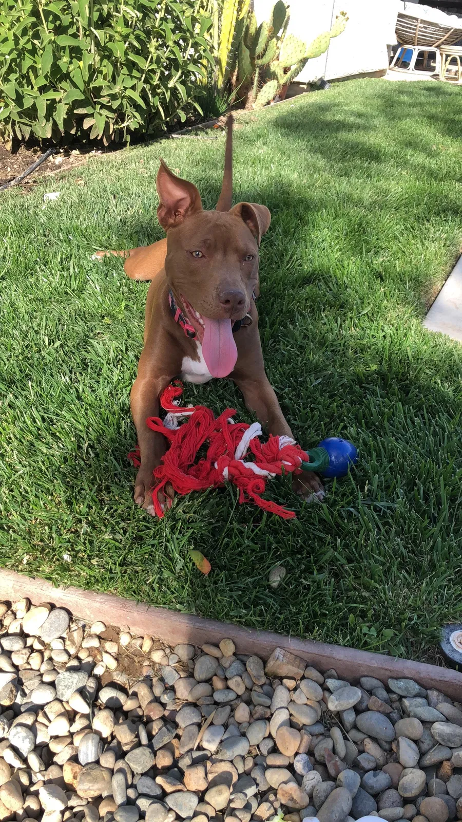 Found dog in Elk Grove, CA, 95757