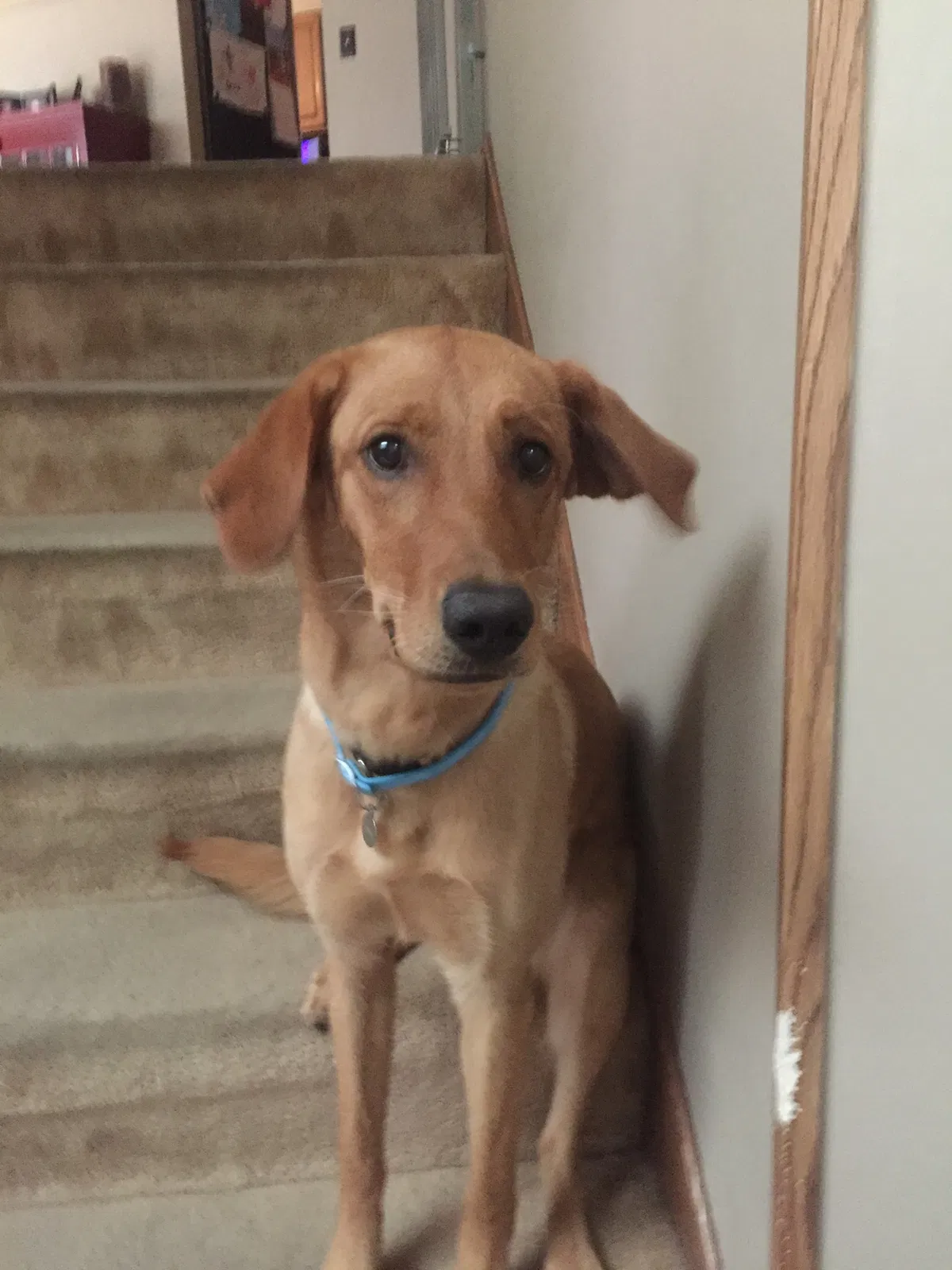 Found dog in Saint Paul, MN, 55127
