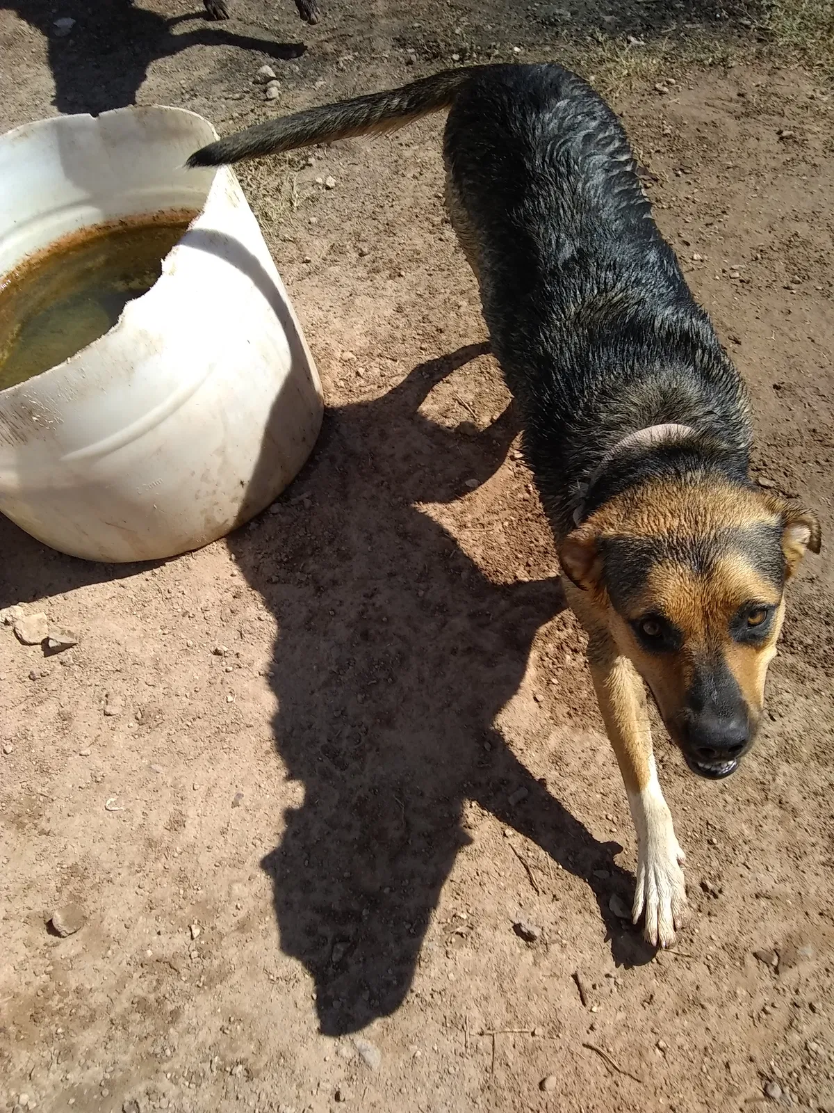 Found dog in Glendale, AZ, 85308