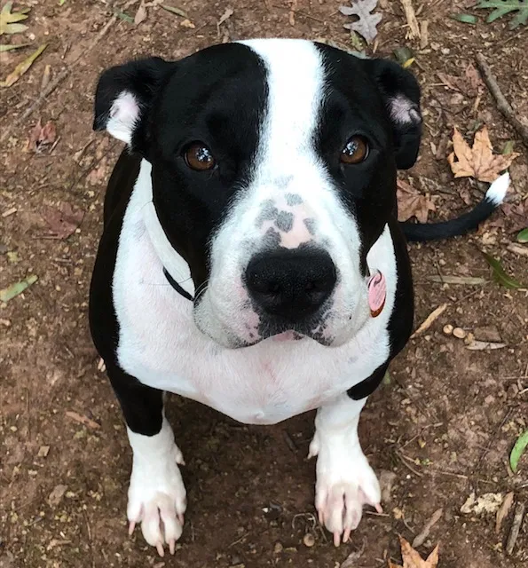 Found dog in Chapin, SC, 29036