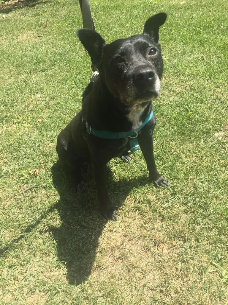 Found dog in Philadelphia, PA, 19146
