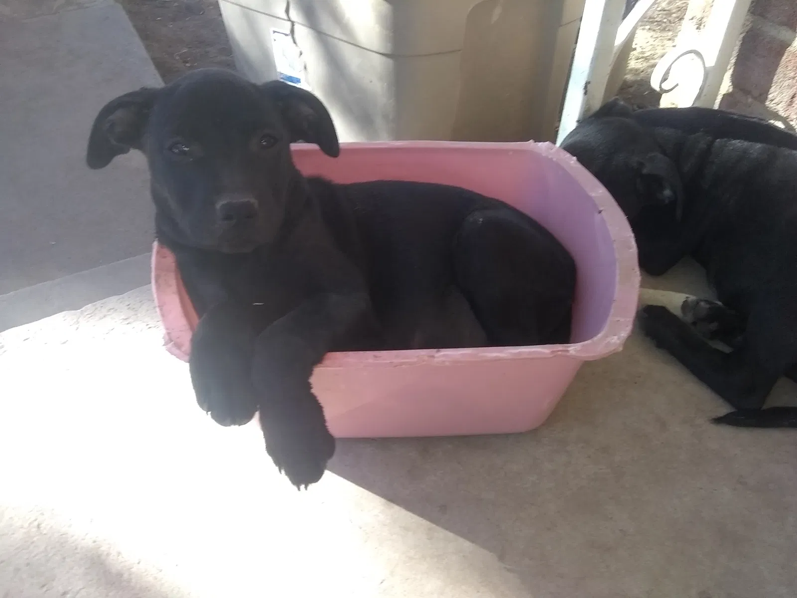 Found dog in Aztec, NM, 87410