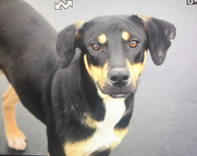 Found dog in Albertville, AL, 35951