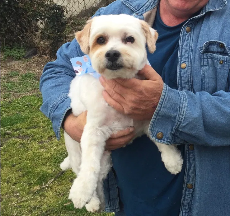 Found dog in Keansburg, NJ, 7734