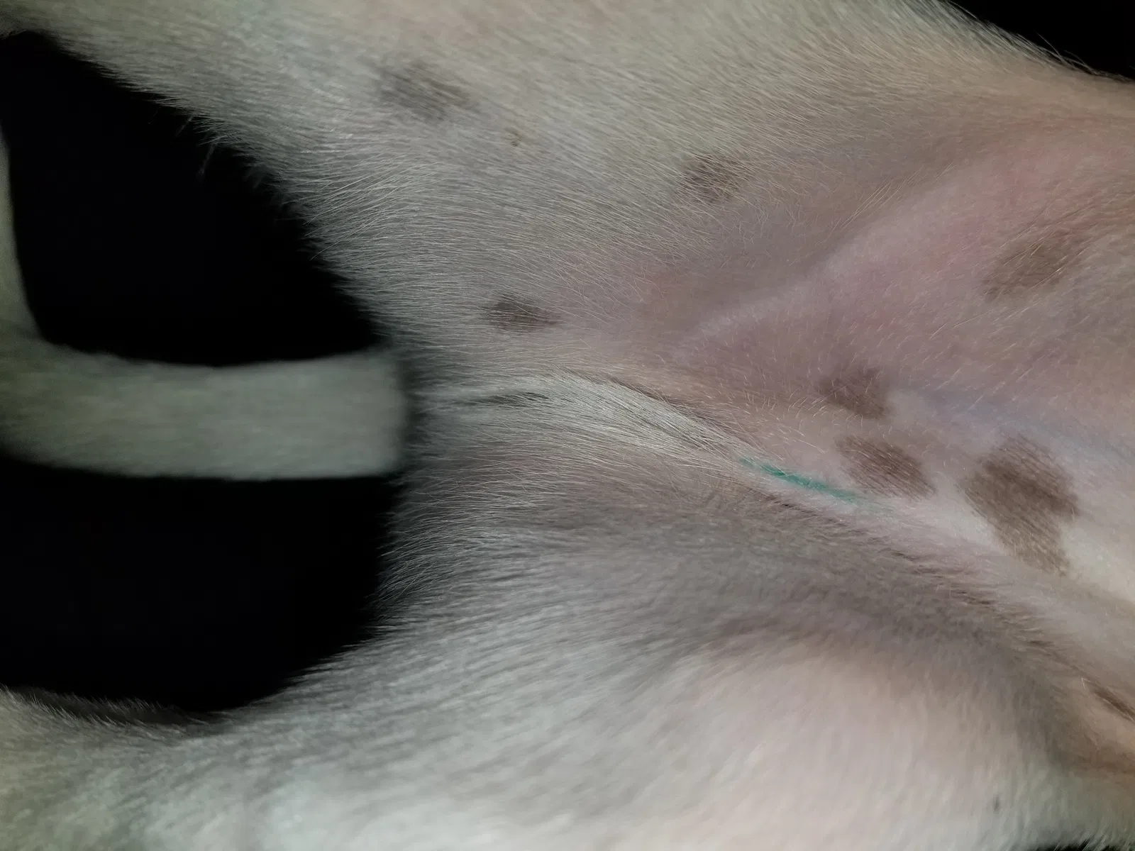 Found dog in Tacoma, WA, 98409