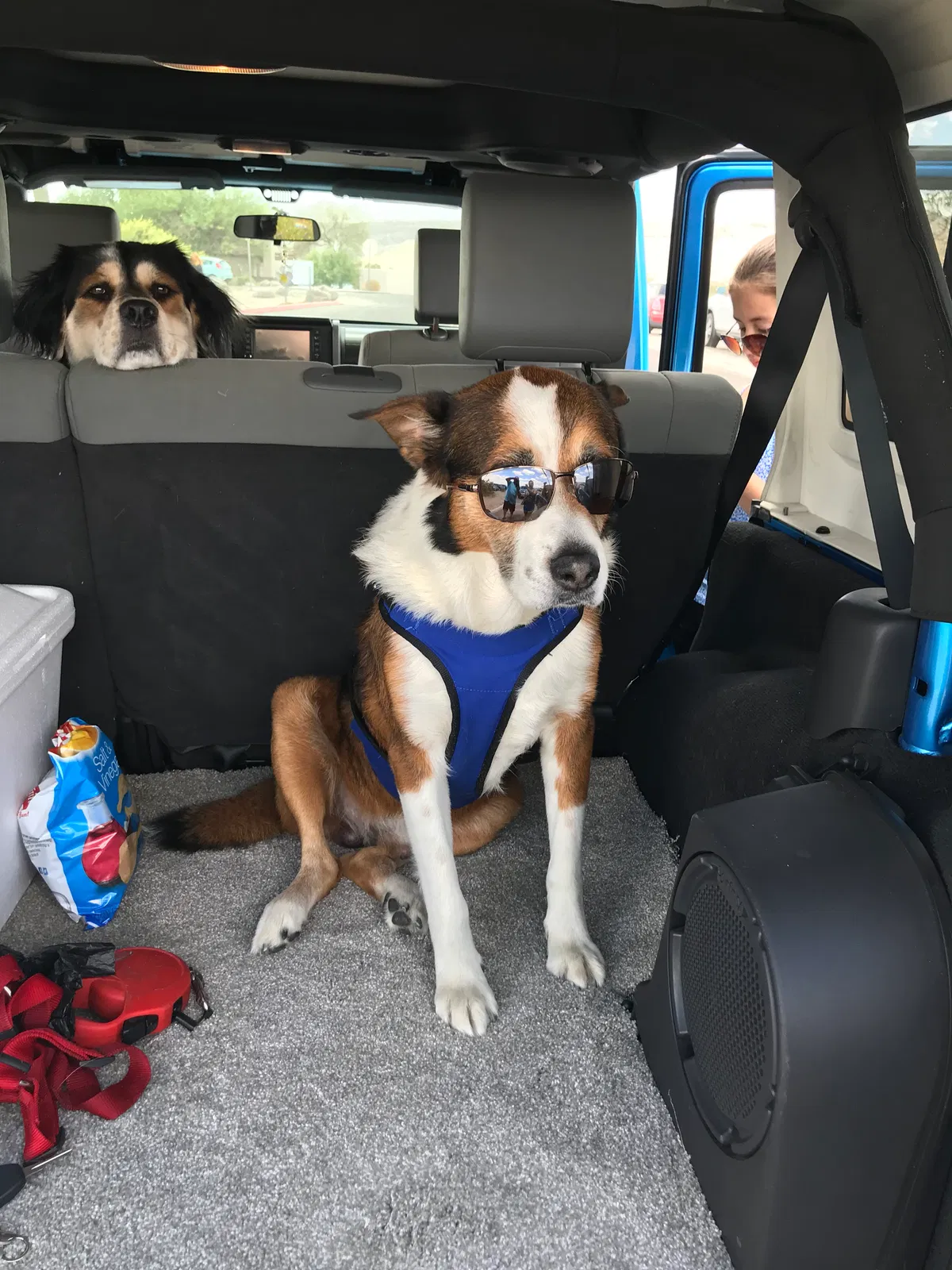 Found dog in Las Vegas, NV, 89118