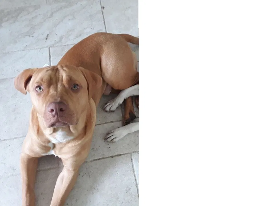 Found dog in Ontario, CA, 91761