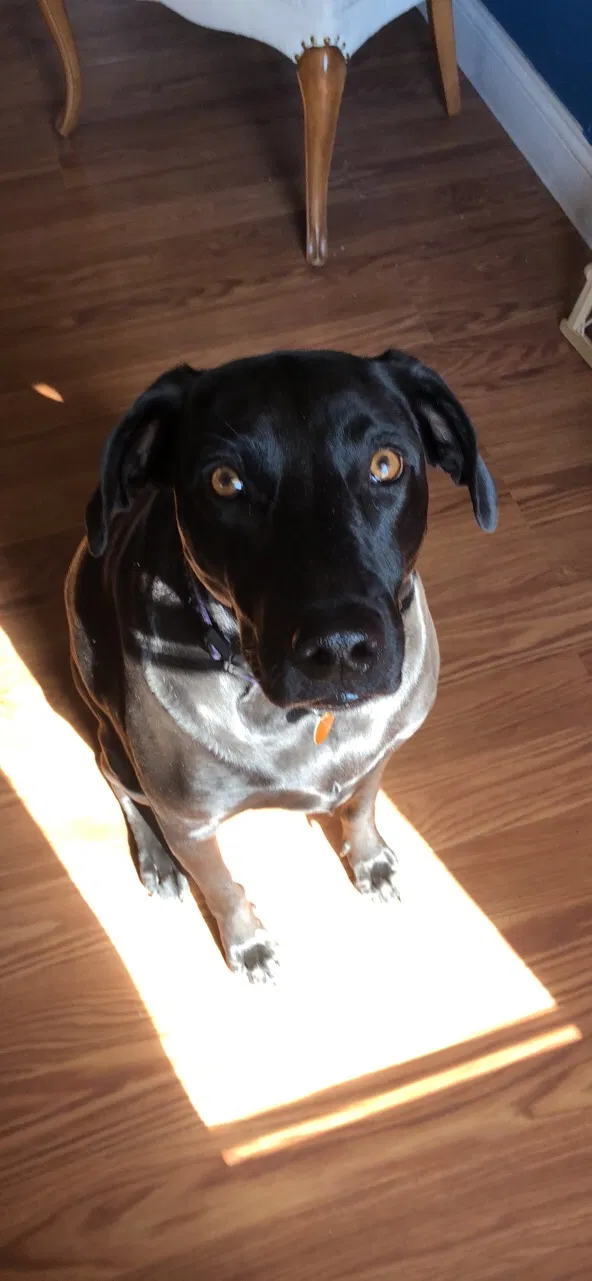 Found dog in Hummelstown, PA, 17036