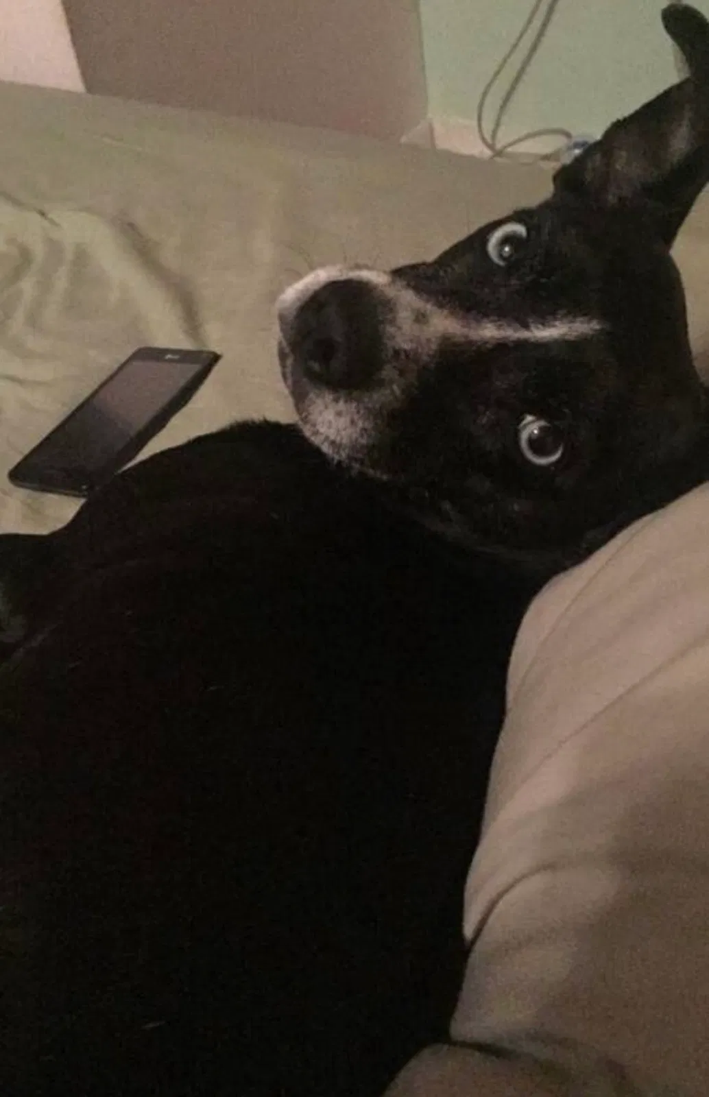 Found dog in Keansburg, NJ, 7734