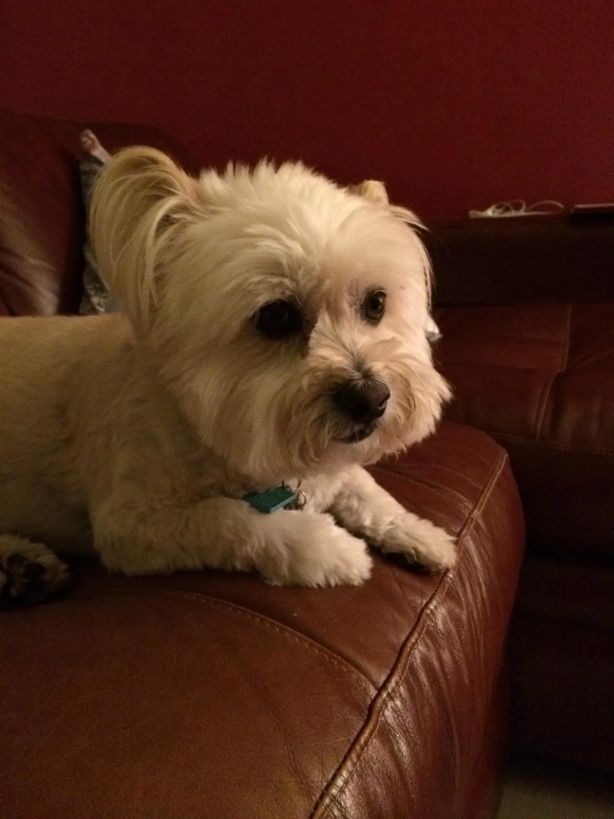 Found dog in Hayward, CA, 94545