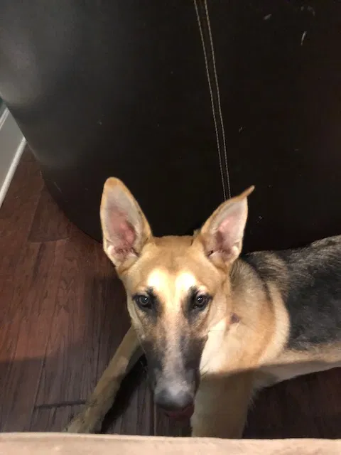 Found dog in Mansfield, TX, 76063