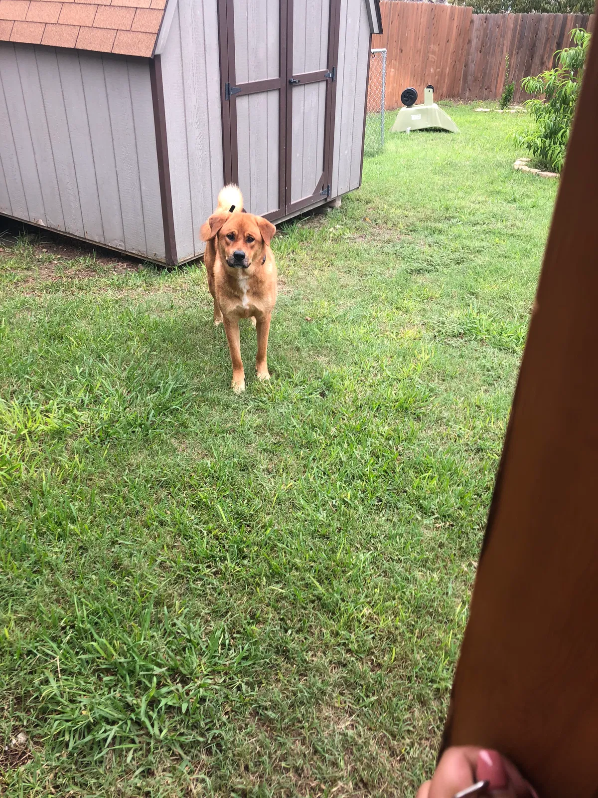 Found dog in Harker Heights, TX, 76548