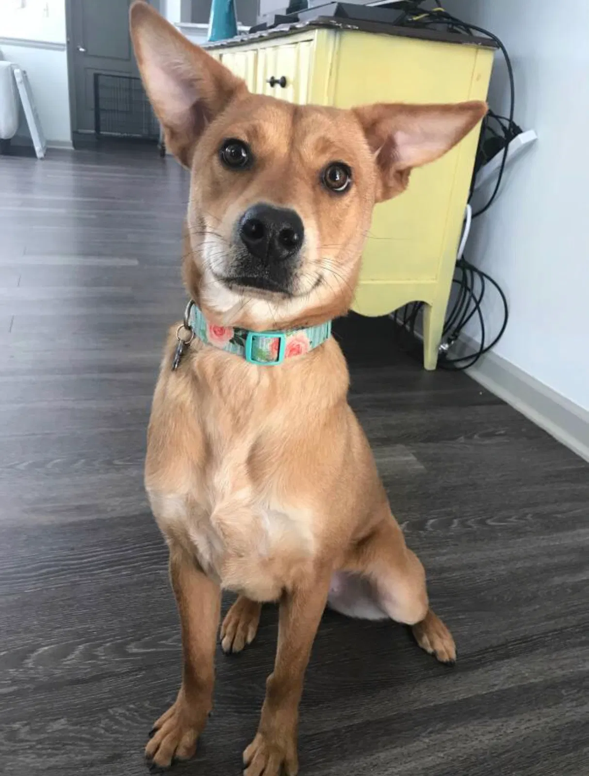 Found dog in Dalton, GA, 30720