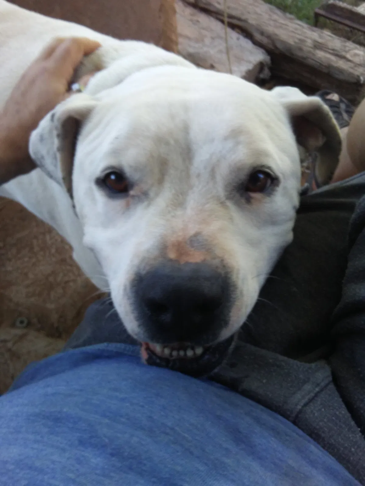 Found dog in Las Vegas, NM, 87701
