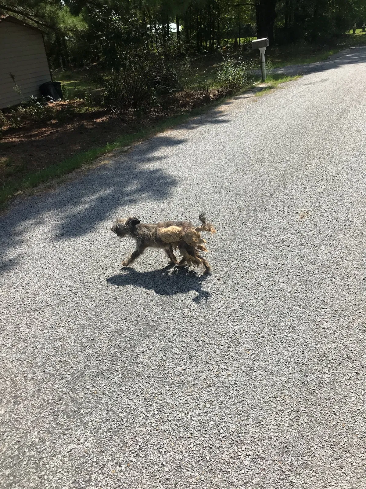 Found dog in Jacksonville, AR, 72076