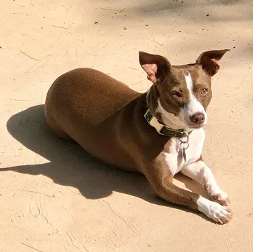 Found dog in Chandler, AZ, 85225