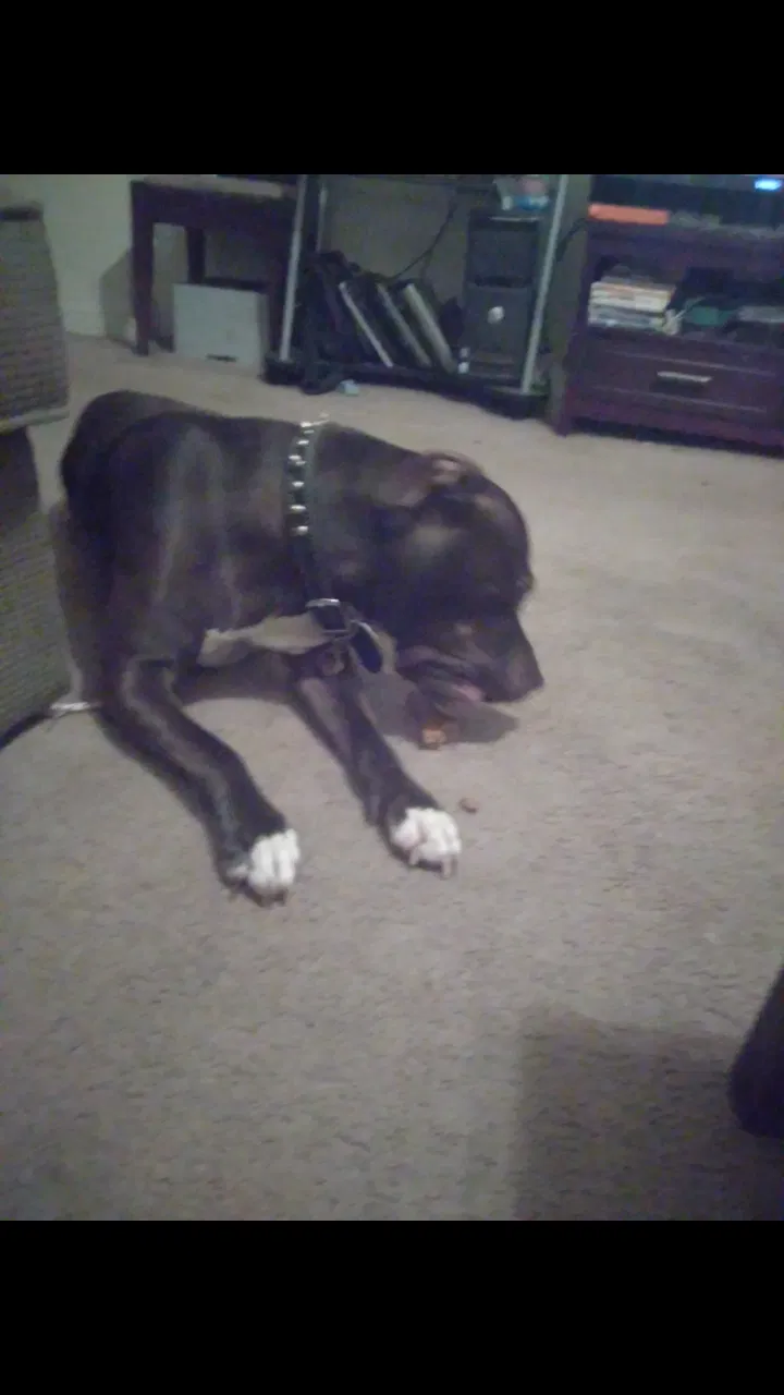 Found dog in Pittsburgh, PA, 15210