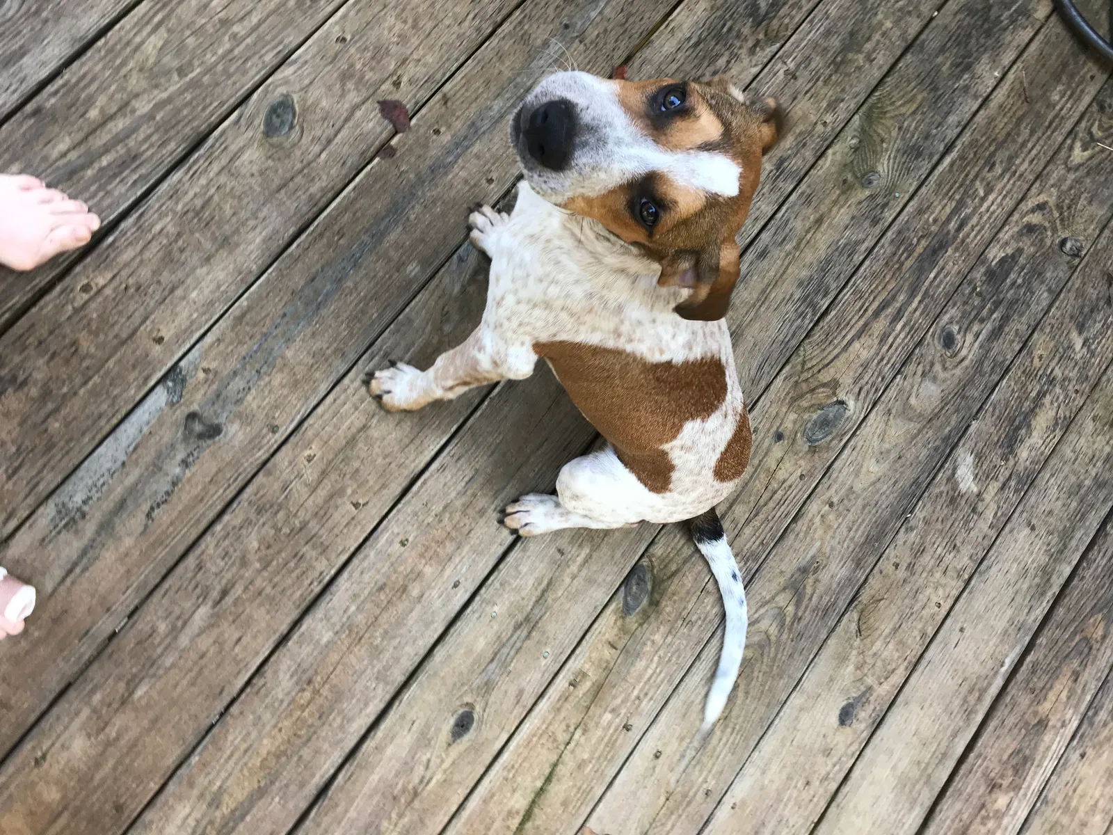 Found dog in Sylva, NC, 28779