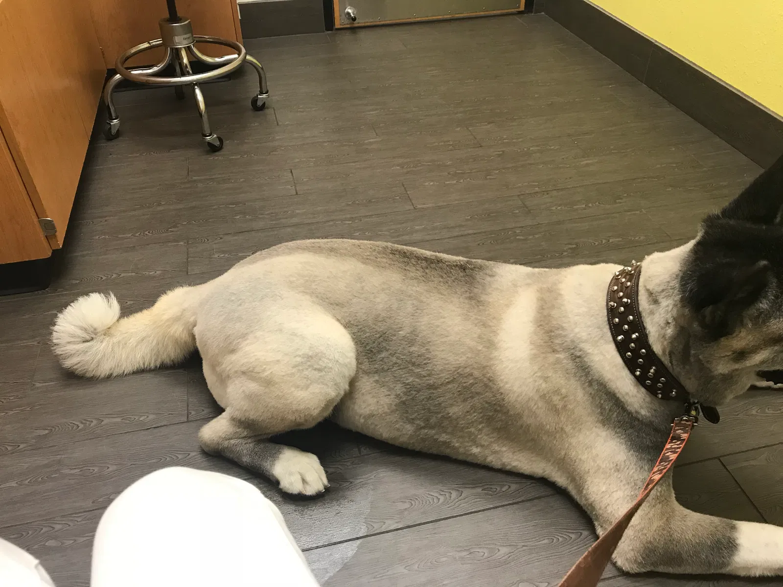 Found dog in Hamilton, OH, 45011