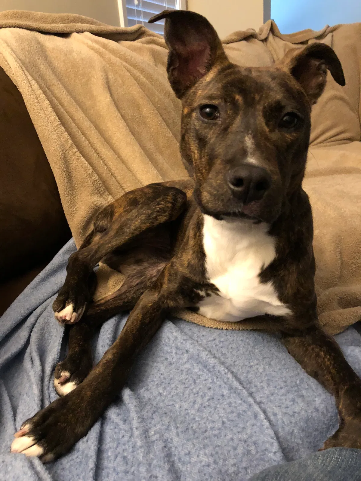 Found dog in Alpharetta, GA, 30022