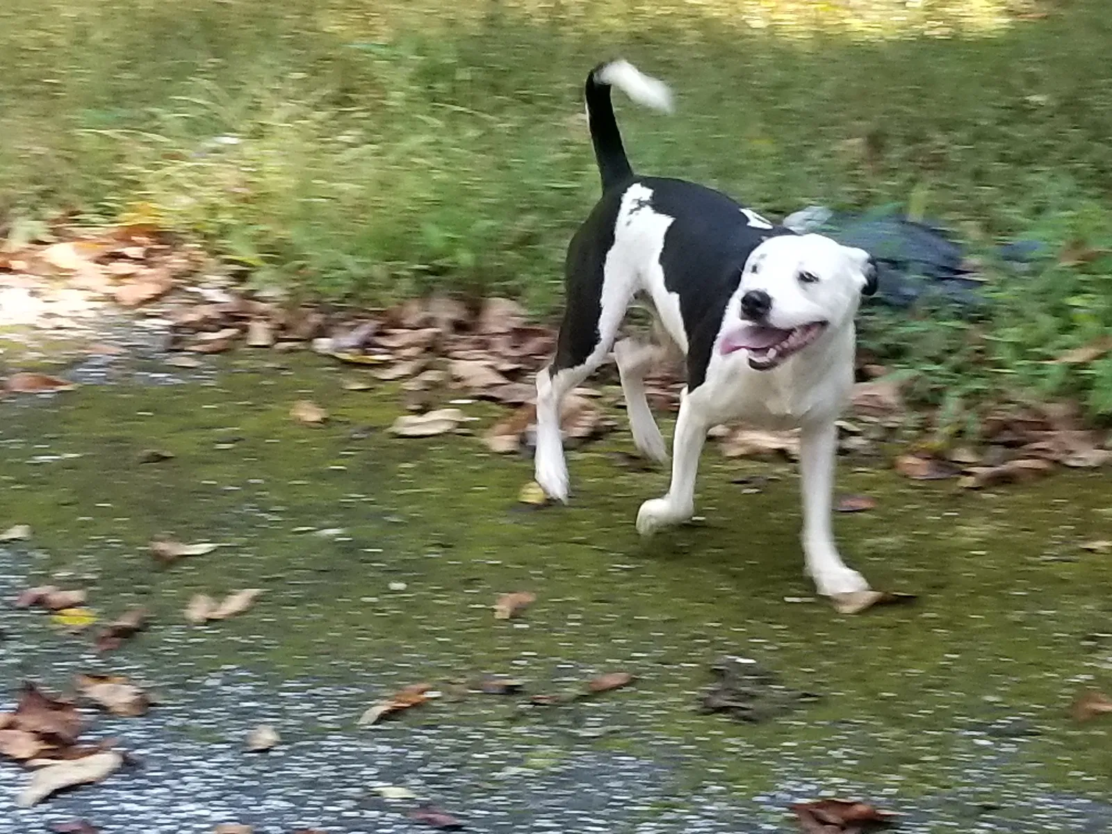 Found dog in Hendersonville, NC, 28739